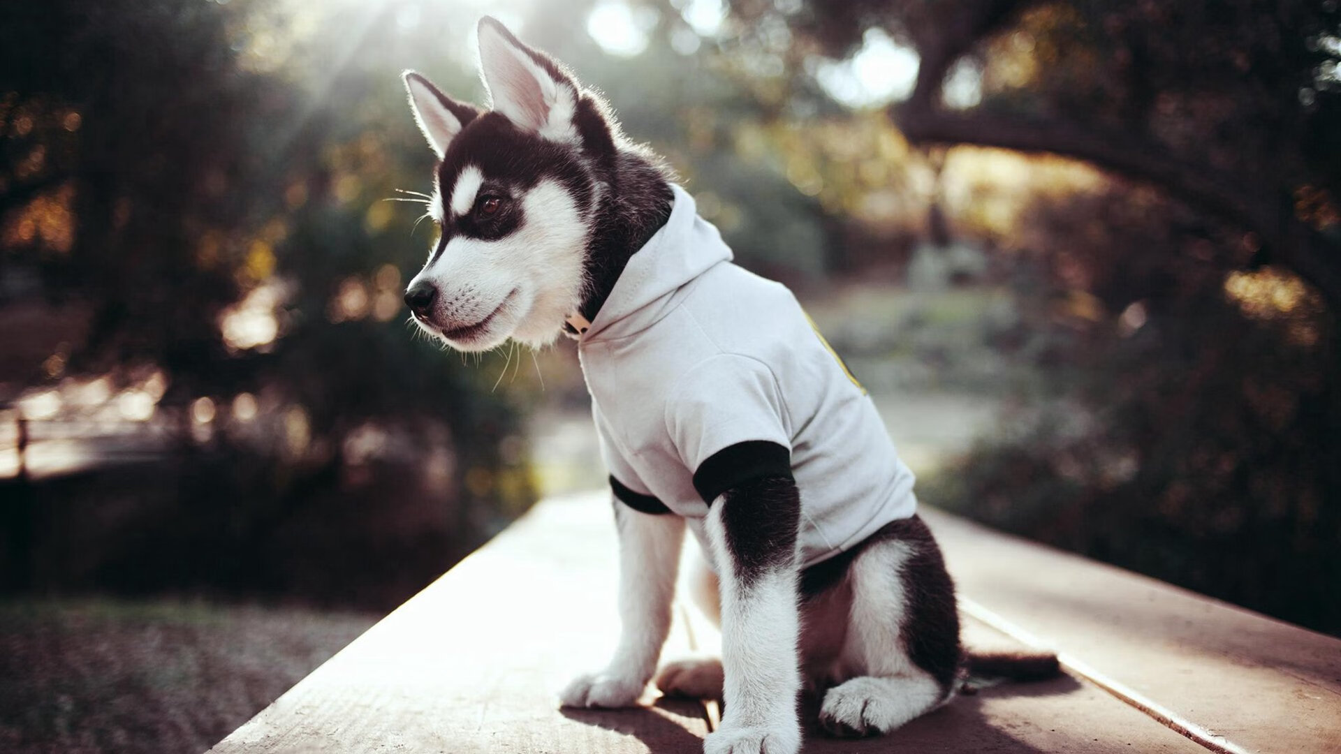 北非雄狮惊魂一刻！补时绝杀背后的战术博弈与英雄诞生