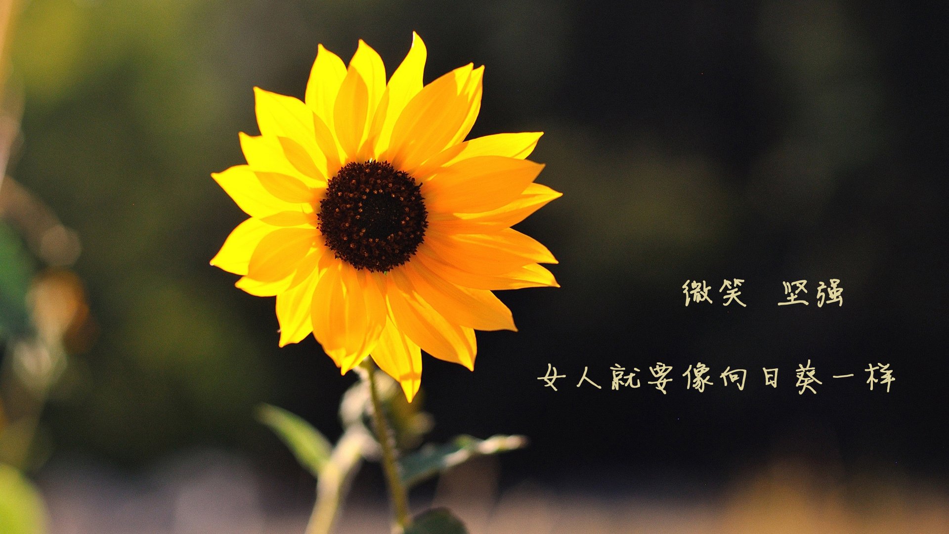 火海熔炉，乔治的背水一战，上海滩的篮球涅槃