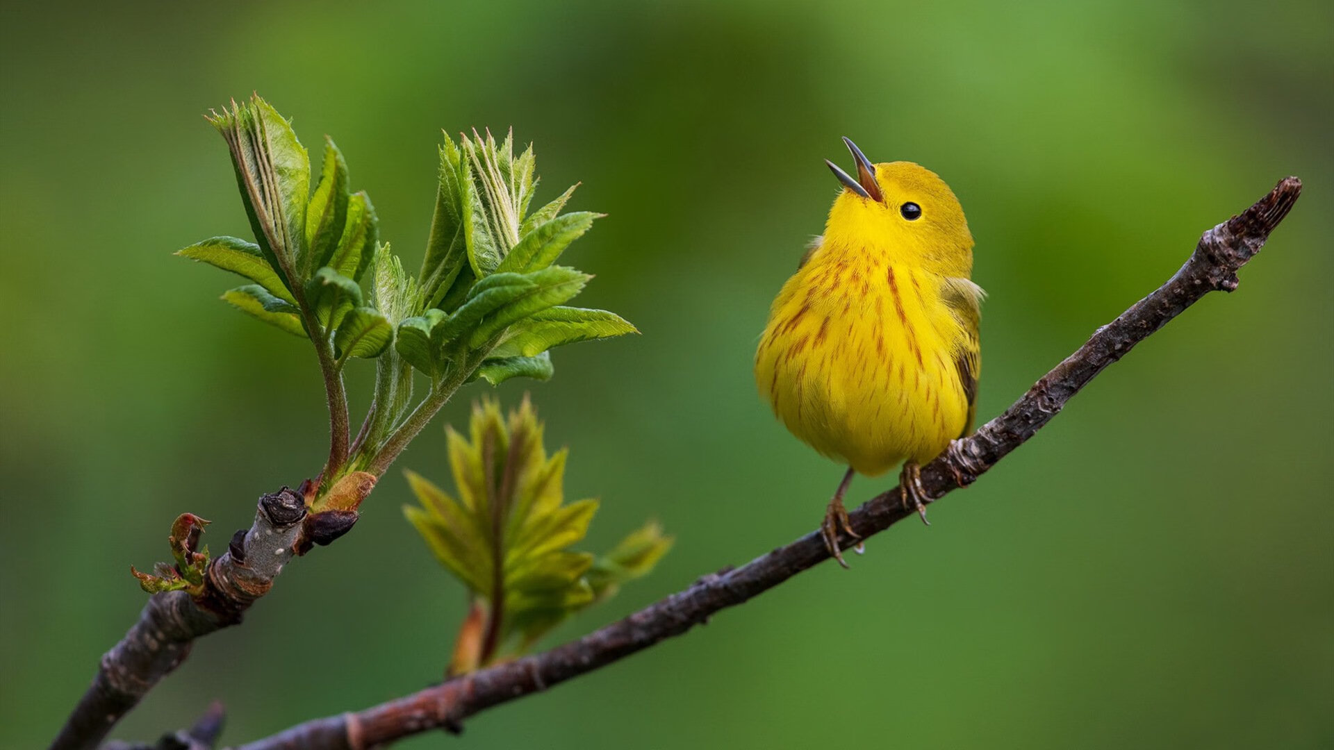 北欧飓风席卷球台,张继科一锤定音助瑞典队轻取波兰钢铁长城