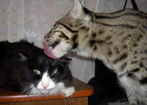 冰封的秒表，红牛如何用最后0.1秒，将法拉利到手的胜利钉上神坛