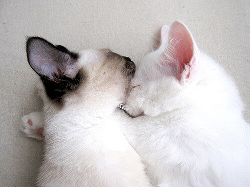 资本战场上的绿茵棋手,国际米兰的强行终结与凯恩的节奏掌控术