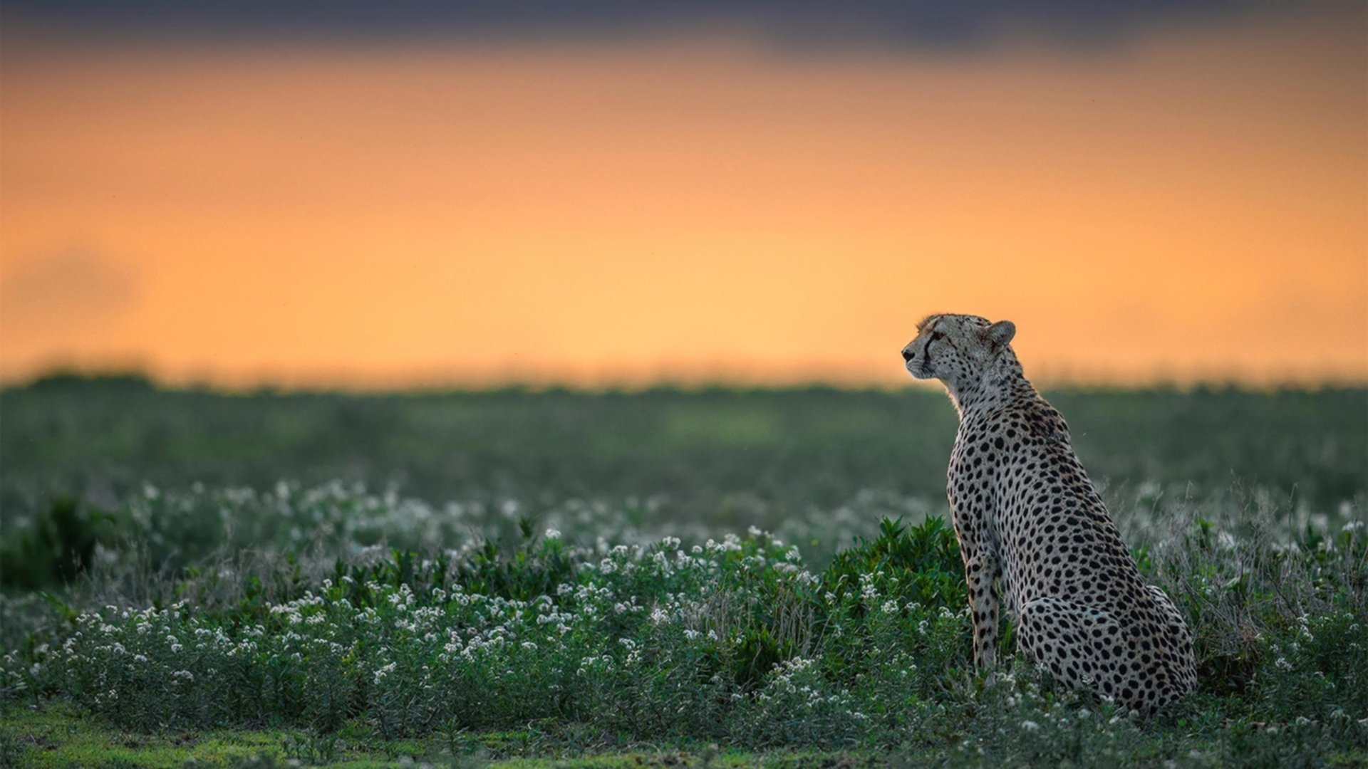 魔法的本质是控制,当保罗统治全场,魔术战术撕碎火箭方程式