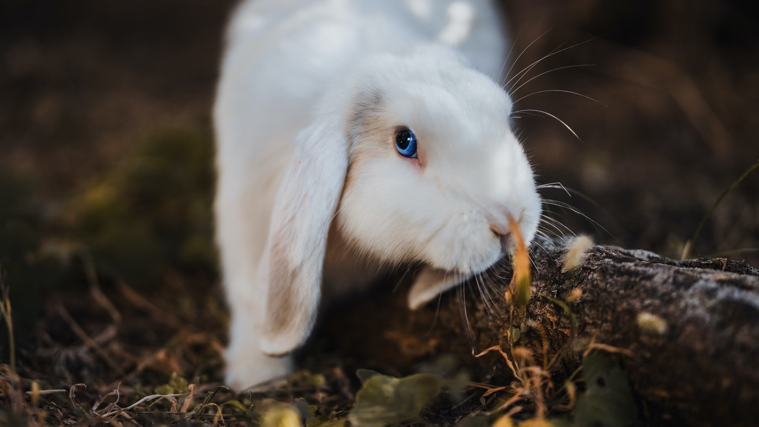篮球双雄会，北京队突围新疆队，哈利伯顿欧冠决赛封神