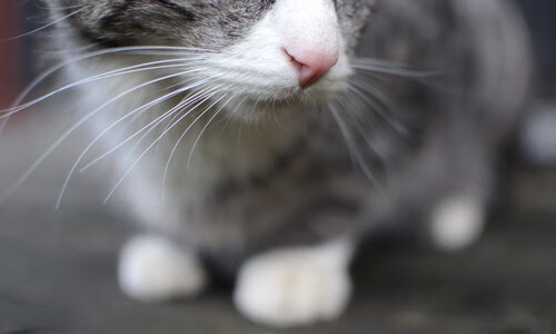 跨界硬仗，掘金胜凯尔特人与德罗赞的F1争冠接管