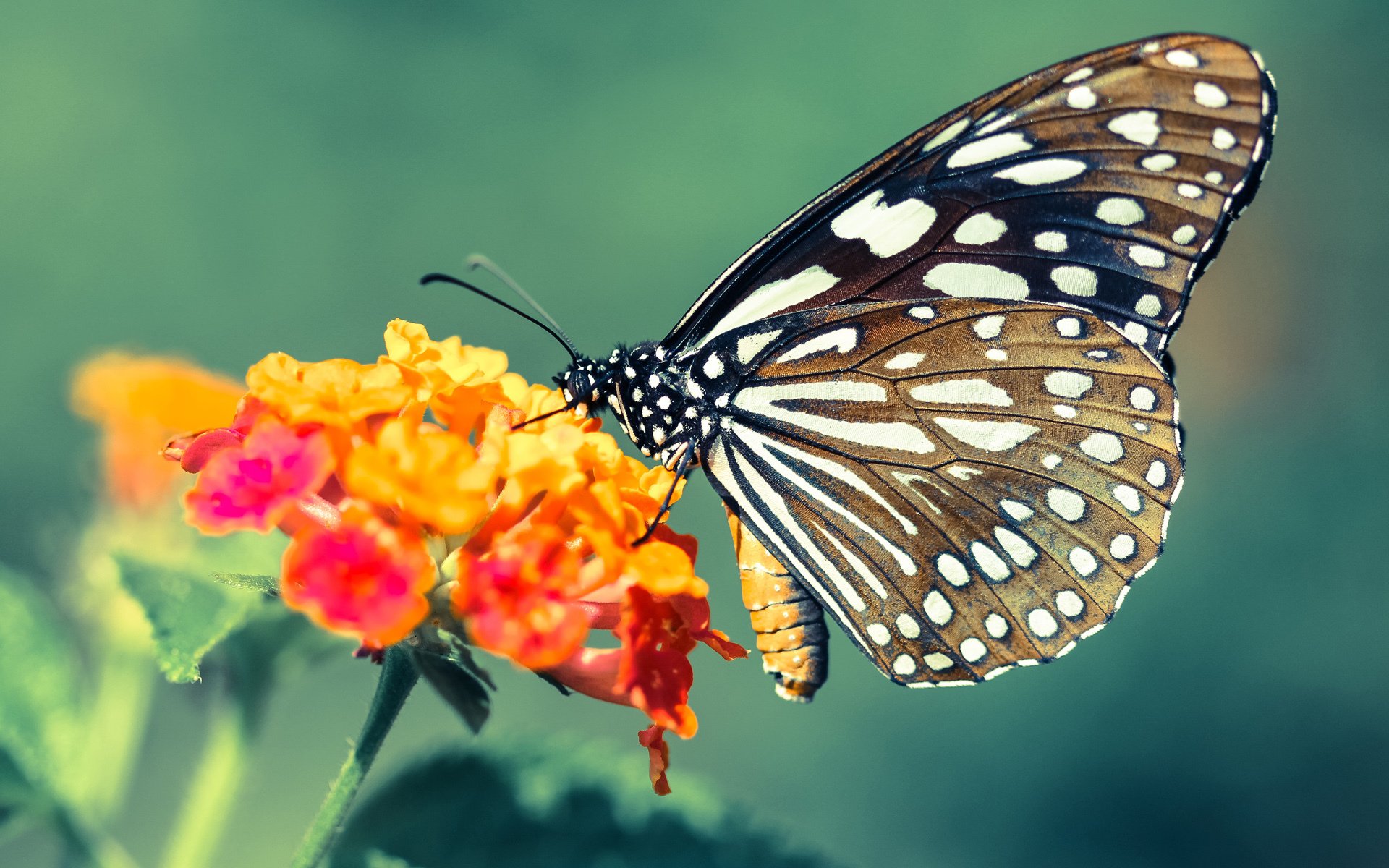 英超新王？不，是足球世界的权力交接