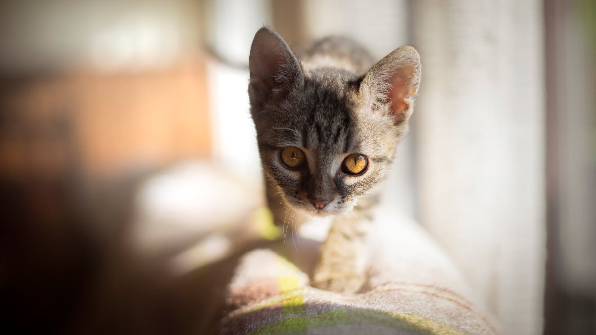 西甲独苗破茧成蝶，冷静王者绞杀巴黎巨兽