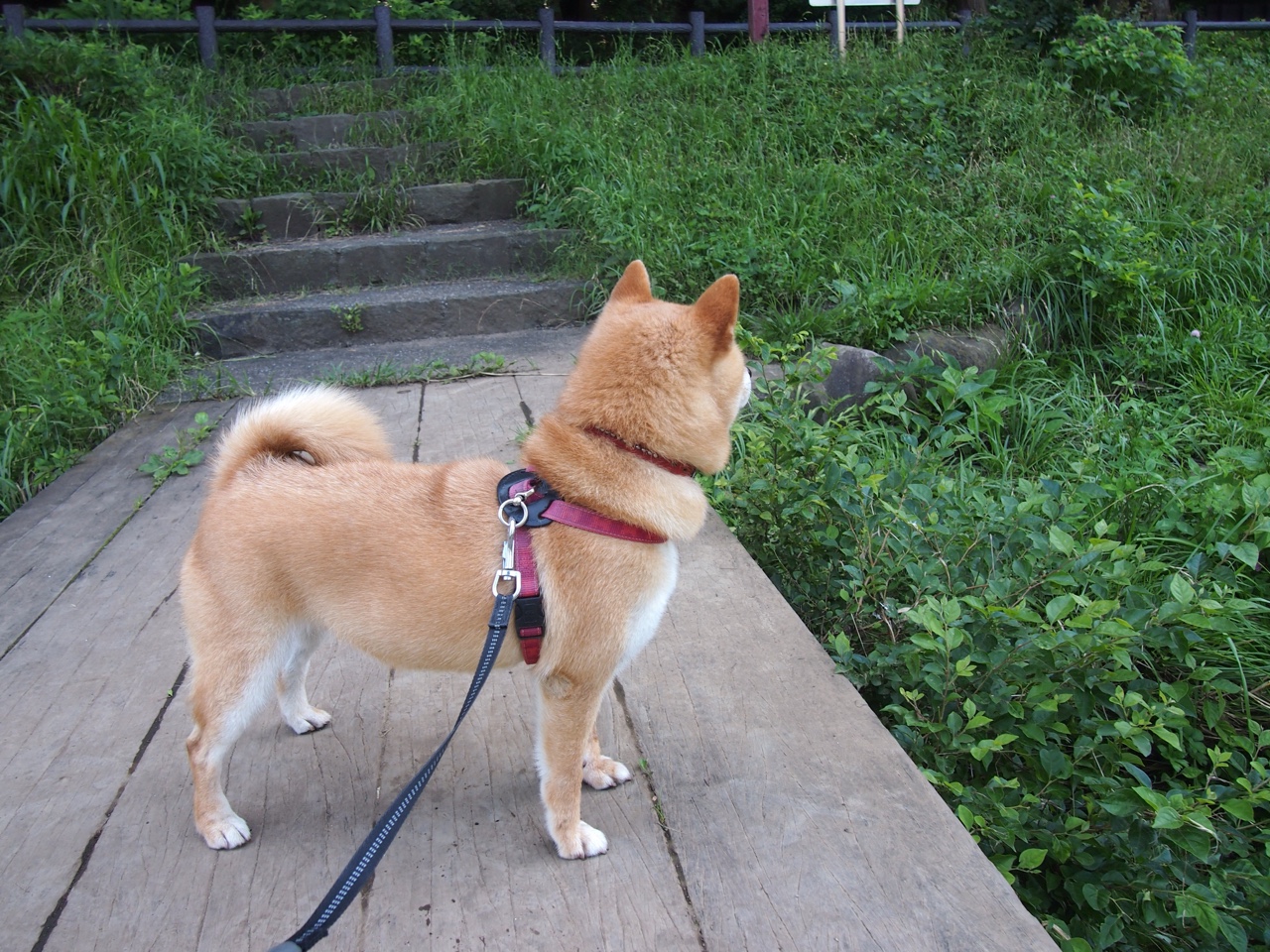 弑神者与纳米核心，当伦纳德的不可阻挡遇到上海队的集体逆流