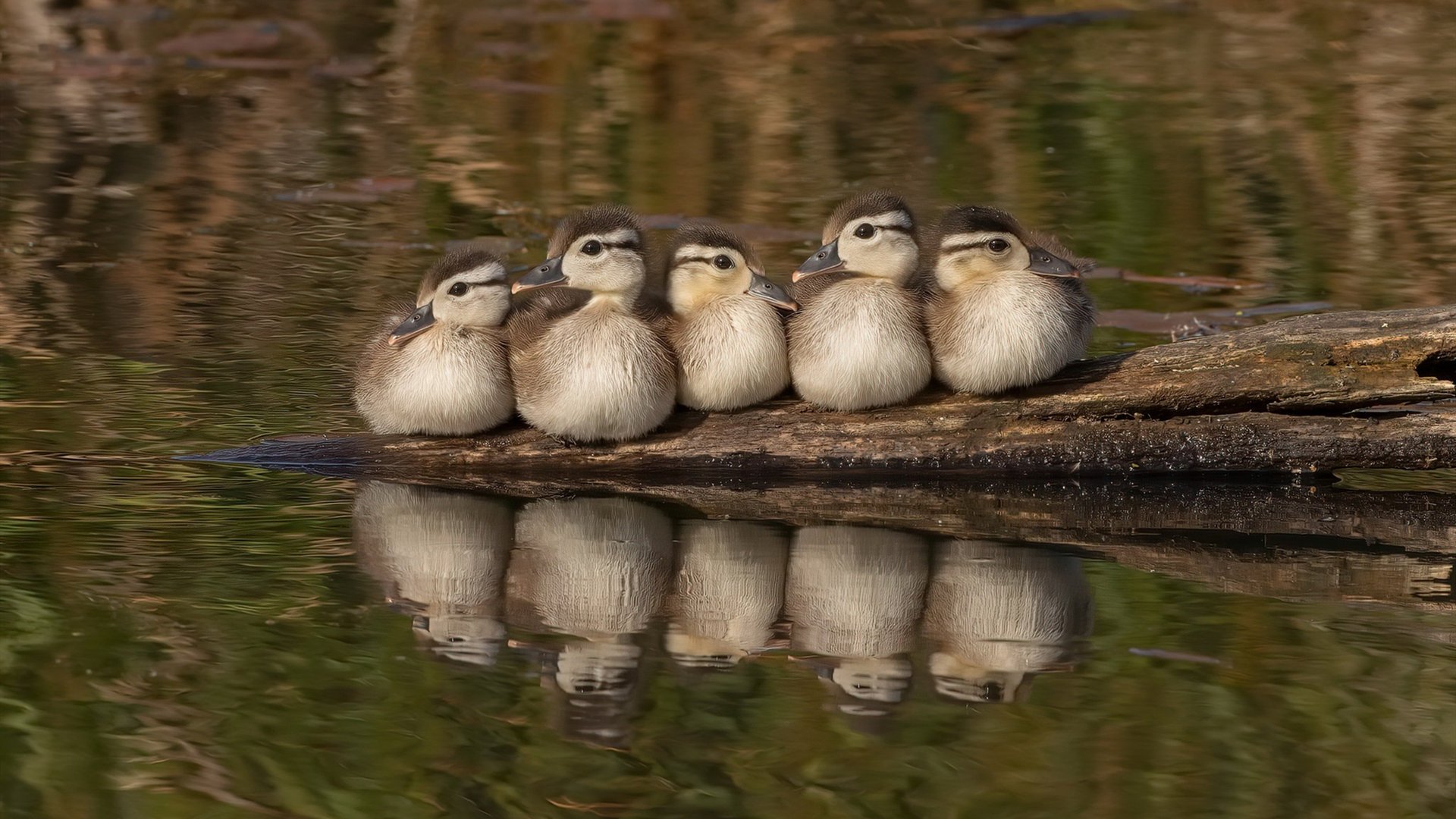 双线翻盘，当阿坎吉接管F1赛道时，希腊也在绿茵场上演逆转