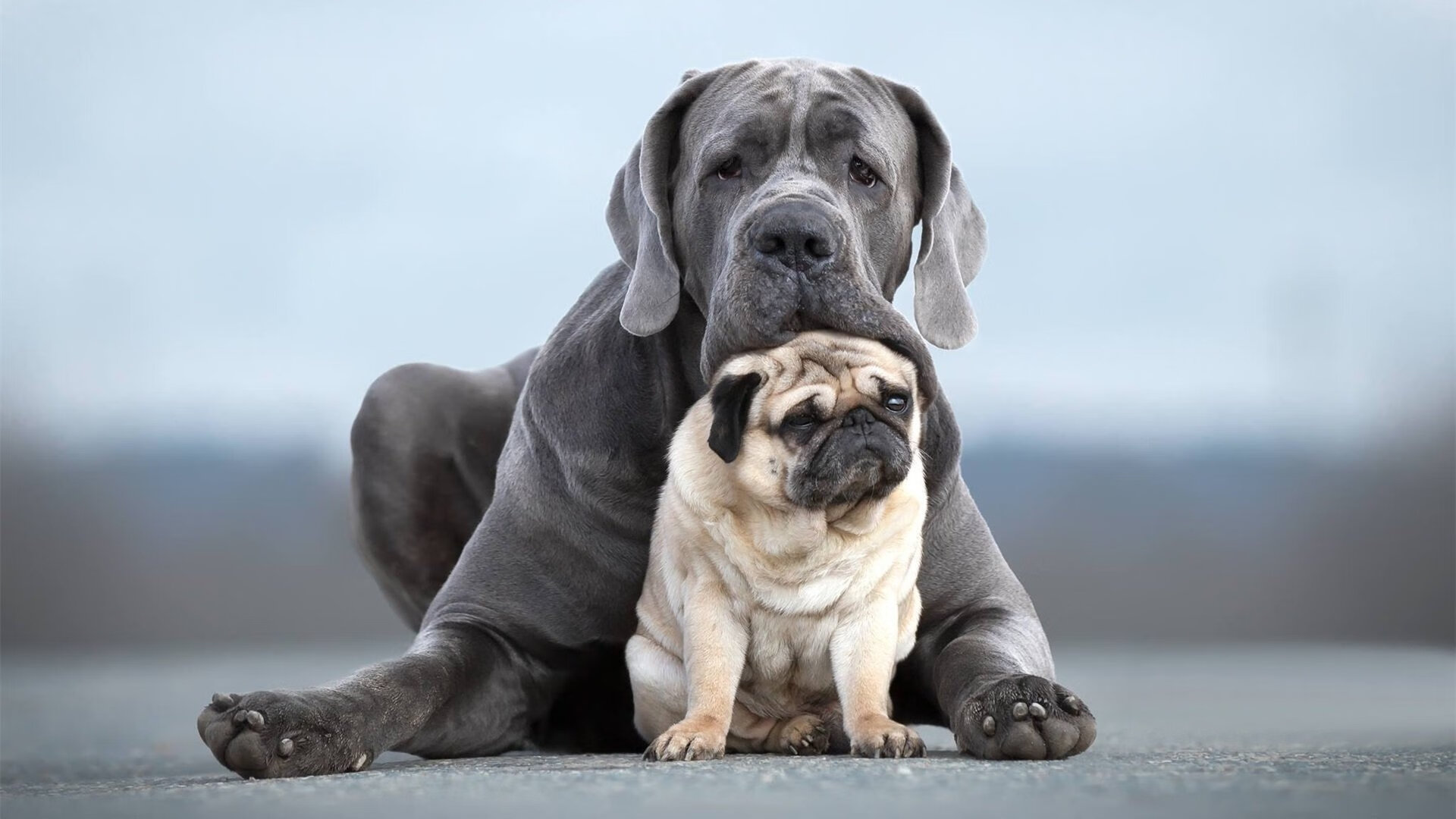 虚拟风暴眼，当乌克兰铁骑遭遇拉齐奥，恩佐如何撕碎亚平宁的锁链？