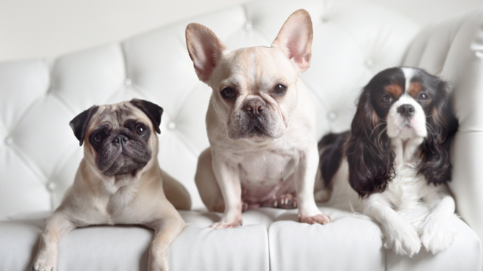 当高卢雄鸡遇见药厂，赖斯里程碑之夜，两种足球哲学的无声对白