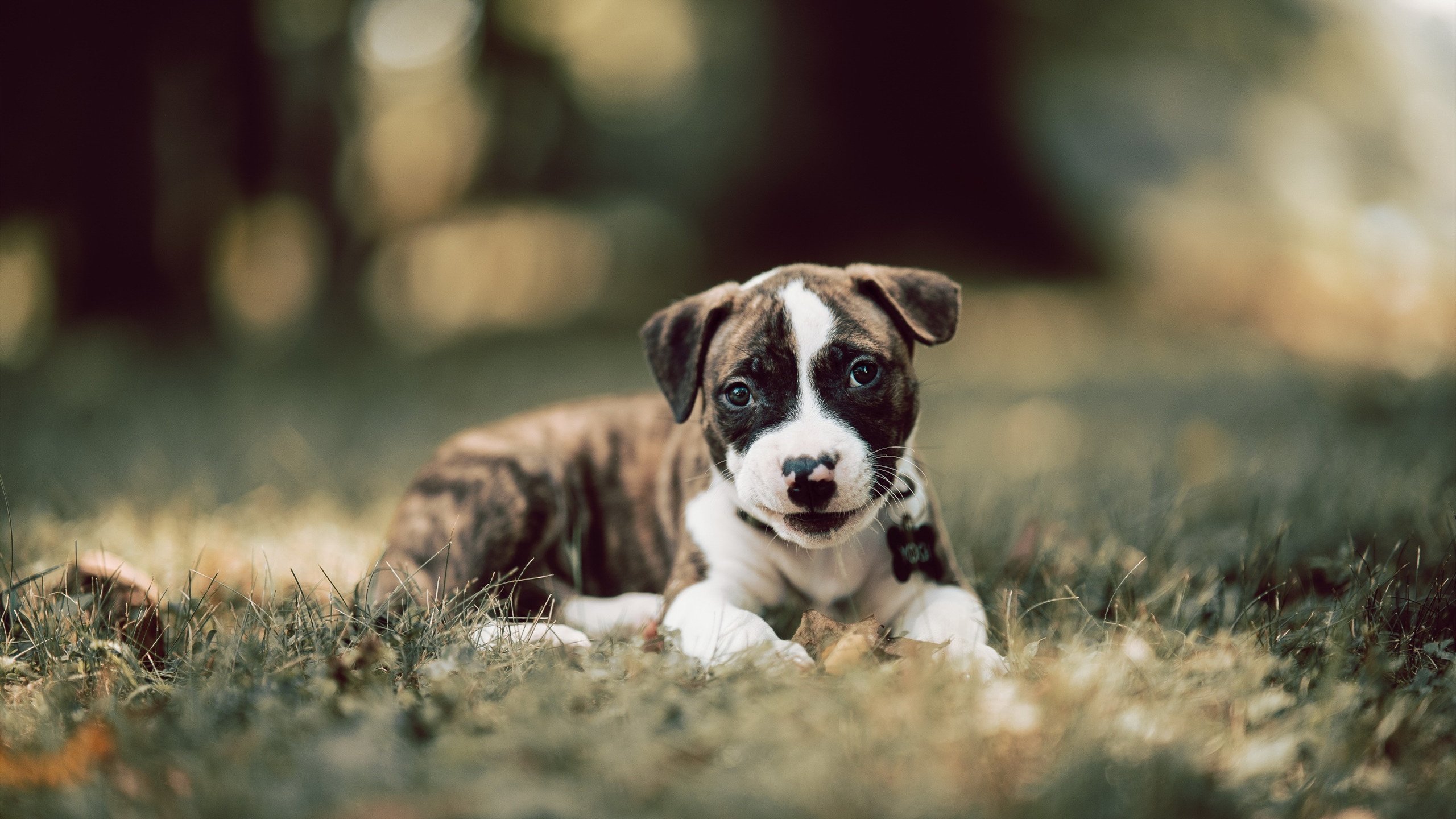 当鹈鹕淘汰广东队，那些不可能完成的任务，如何被另一种伦纳德破解？