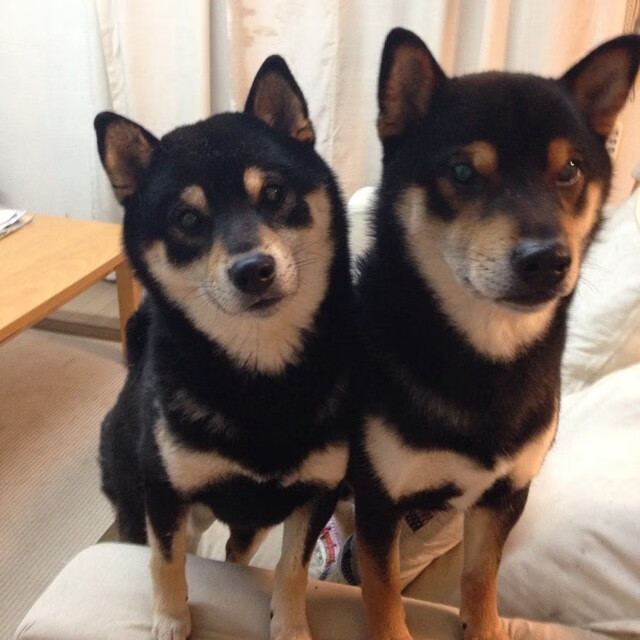 当冠军基因遭遇不屈之城，西决生死战，步行者绝地翻盘深圳队