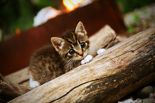 钢铁边卫的战术纪律教科书，解析欧冠淘汰赛之夜卡瓦哈尔的完美防守艺术
