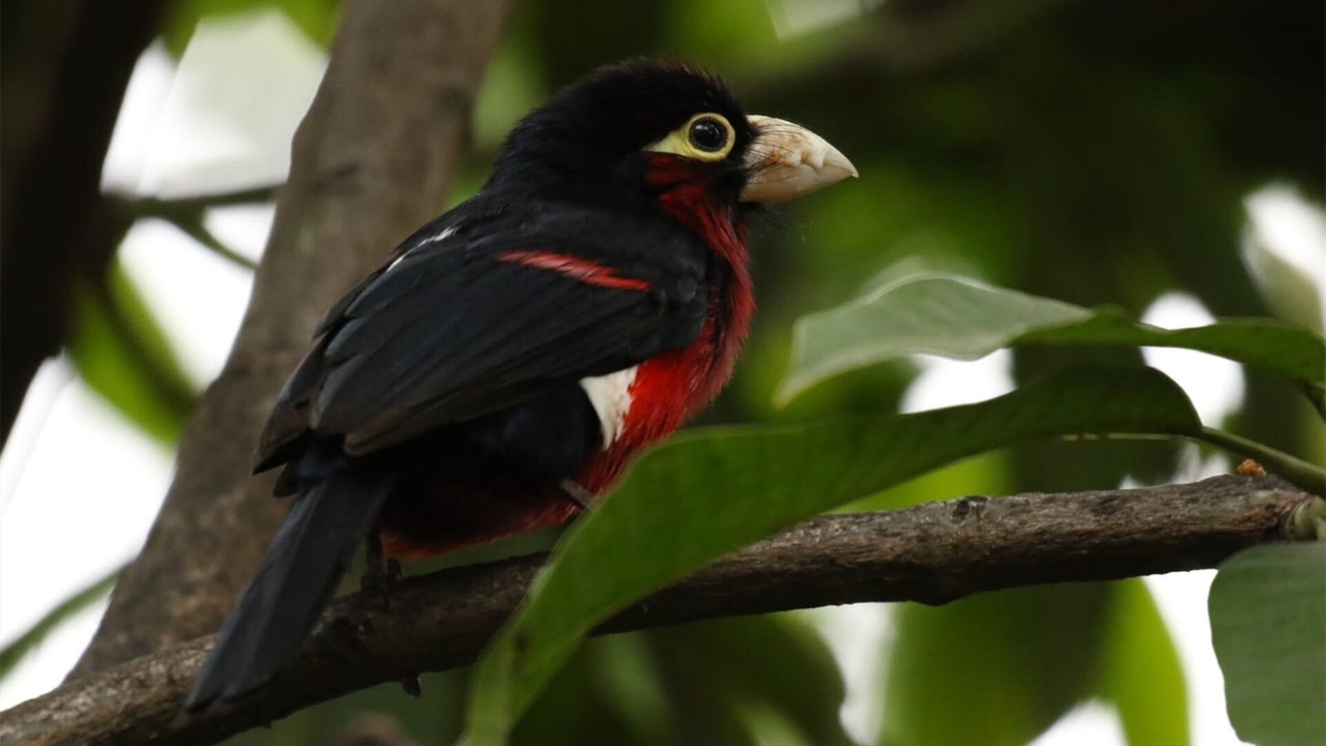 爱游戏体育-双线逆袭，米切尔个人得分纪录与浙江队跨联盟胜利背后的篮球新叙事