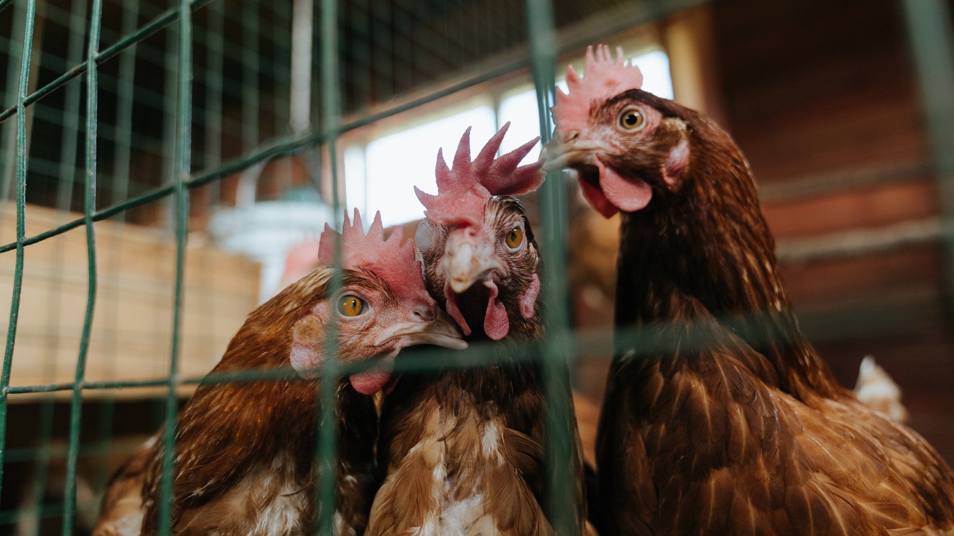 钢铁围城，孤岛武切维奇，深圳队体系性压制下的黄蜂困境