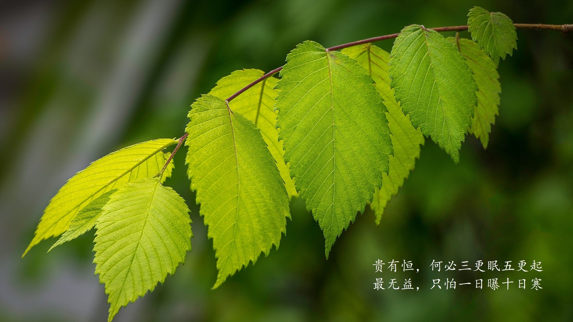 意志碾压热带风暴,吉鲁铁骑踏碎泰国防线,德国战车向世界杯王座轰鸣前行